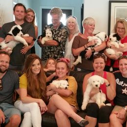 Sheepadoodle Puppies from Liberty Hill Sheepadoodles