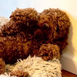 Bernedoodle, Goldendoodle, and Poodle All Grown Up from Good Dog Doodles