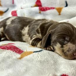 Dappled girl - Dapple female Dachshund puppy in Orlando, Florida from Weiner Wunderland of Central Florida