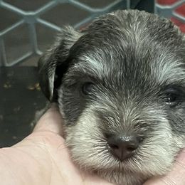 Miniature Schnauzers from Haley Boutwell