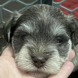 Miniature Schnauzers from Haley Boutwell