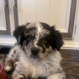 Australian Shepherd Puppies from Legacy Ranch Australian Shepherds
