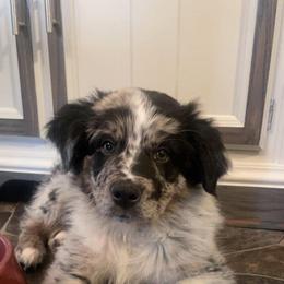 Australian Shepherd Puppies from Legacy Ranch Australian Shepherds