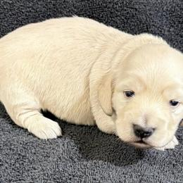 Chance - Cream male Dachshund puppy in Little Rock, Arkansas from Divine Doxies