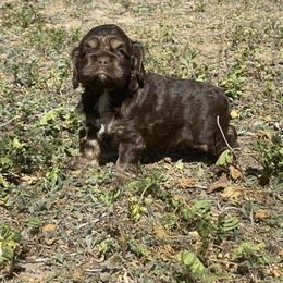 Cocker Spaniel Puppies from Orchard Spaniels