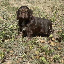 Cocker Spaniel Puppies from Orchard Spaniels