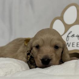 Eeyore - Cream male Dachshund puppy in Dothan, Alabama from Little House Pups