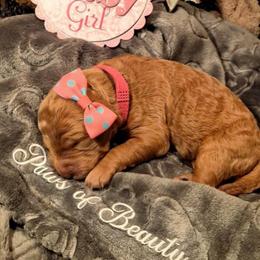 Pink - Red  female Poodle puppy in El Paso, Texas from Paws Of Beauty
