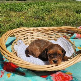 Snickers - Brown female Cavapoo puppy in Mooresville, North Carolina from Clearview Canines