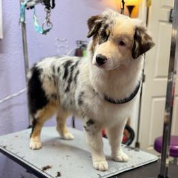 Pennywise - Blue merle female Australian Shepherd puppy in De Leon, Texas from Oceanwood
