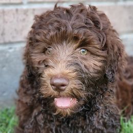 Australian Labradoodles from Doodles Kennel