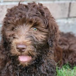 Australian Labradoodles from Doodles Kennel
