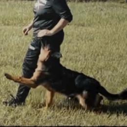 German Shepherds from Vom Rugerhaus