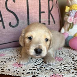 Cadbury - Cream male Dachshund puppy in Perryville, Maryland from Heavenly Heritage Dachshunds and Doods