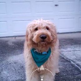 Riggs - Goldendoodle