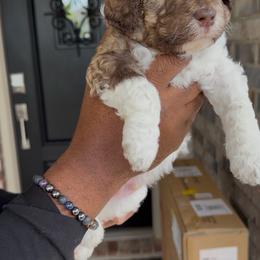 Nutmeg - Sable male Bernedoodle puppy in Richmond, Texas from Harper’s Heartbeats