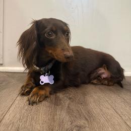 Poppy - Dachshund
