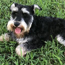 Junior - Miniature Schnauzer