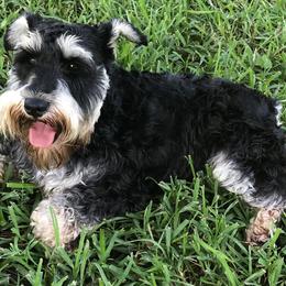 Junior - Miniature Schnauzer