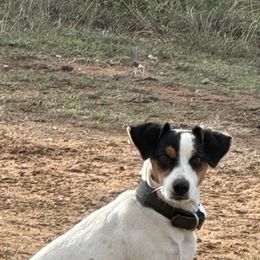 Jack Russell Terrier Puppies from Burning Daylight Jack Russells