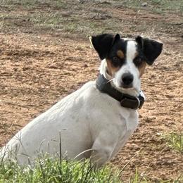 Jack Russell Terrier Puppies from Burning Daylight Jack Russells