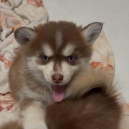 Valentina - Red and white female Pomsky puppy in Spring Hill, Florida from PDQ Pomskies