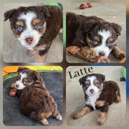 Latte - Red tri female Miniature Australian Shepherd puppy in Paris, Texas from Blue Envy Mini Aussies