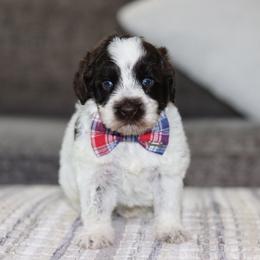 Crayons - Chocolate male Australian Labradoodle puppy in Calhoun, Louisiana from Arrowhead Australian Labradoodles
