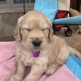 Golden Retriever Puppies from Daniel Ranch Golden Retrievers