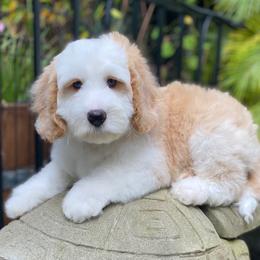 Andy - Caramel male Australian Labradoodle puppy in Elk Grove, California from Sacto Labradoodles