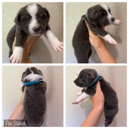 Light Blue - Dilute blue female Australian Shepherd puppy in Iola, Texas from MK Aussies