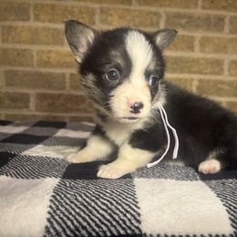 Pink Girl ( with tail ) - Black and tan female Pembroke Welsh Corgi puppy in Mcarthur, Ohio from Bentley Corgis LLC