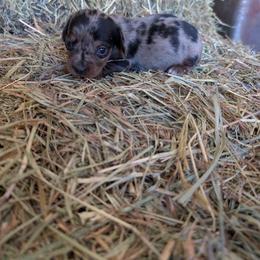 Girl 1 - Dapple female Dachshund puppy in Cole Camp, Missouri from Long Dog Ranch