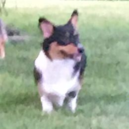 Fanci  - Pembroke Welsh Corgi
