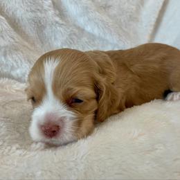 Cocker Spaniel Puppies from Jennifer Dees