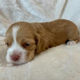 Cocker Spaniel Puppies from Jennifer Dees
