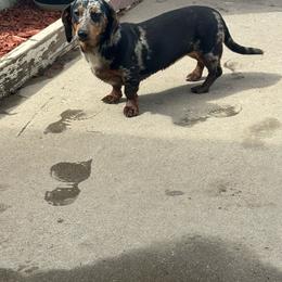Bree - Dapple female Dachshund puppy in Turlock, California from Weenie Wonderland