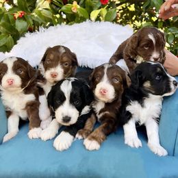 Aussiedoodle and Bernedoodle Puppies from Silverton Doodles