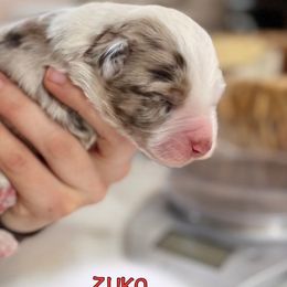 Zuko - Red merle Aussiedoodle puppy in Hampton Falls, New Hampshire from The Honest Egg Doodles