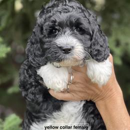 Yellow collar girl - Black and chalk female Australian Labradoodle puppy in Fairfield, California from Twin Sisters Doodles