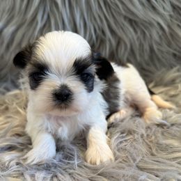 Skye - Silver and white female Shih Tzu puppy in Long Beach, California from Shih Zu’s of Long Beach