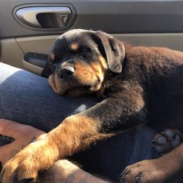 Rottweiler Puppies from Alpha Co. Rottweilers