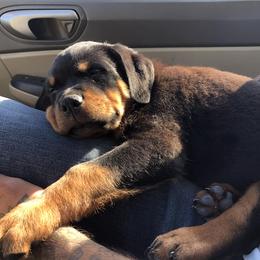 Rottweiler Puppies from Alpha Co. Rottweilers