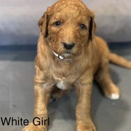White Girl - Apricot female Goldendoodle puppy in Colorado Springs, Colorado from Pikes Peak Doodles