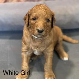 White Girl - Apricot female Goldendoodle puppy in Colorado Springs, Colorado from Pikes Peak Doodles