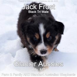 Jack Frost - Black tri-color male Australian Shepherd puppy in Kila, Montana from Glacier Aussies