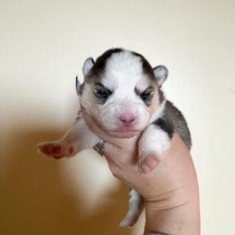 1 - Gray and white female Pomsky puppy in La Verne, California from Red Cedar Pomskies