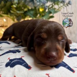 Joshua - Chocolate and tan male Dachshund puppy in Fayetteville, West Virginia from Loop Creek Dachshunds