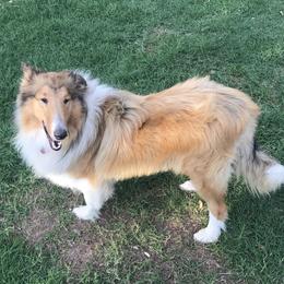 Ladybug - Collie