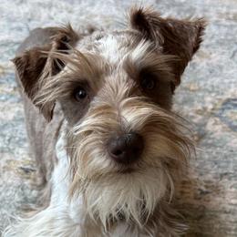 Charlie - Miniature Schnauzer